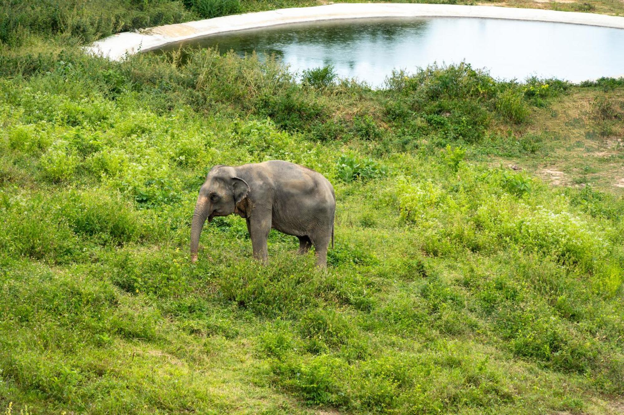 Wild Cottages Elephant Sanctuary Resort Amphoe Koksamui Екстер'єр фото