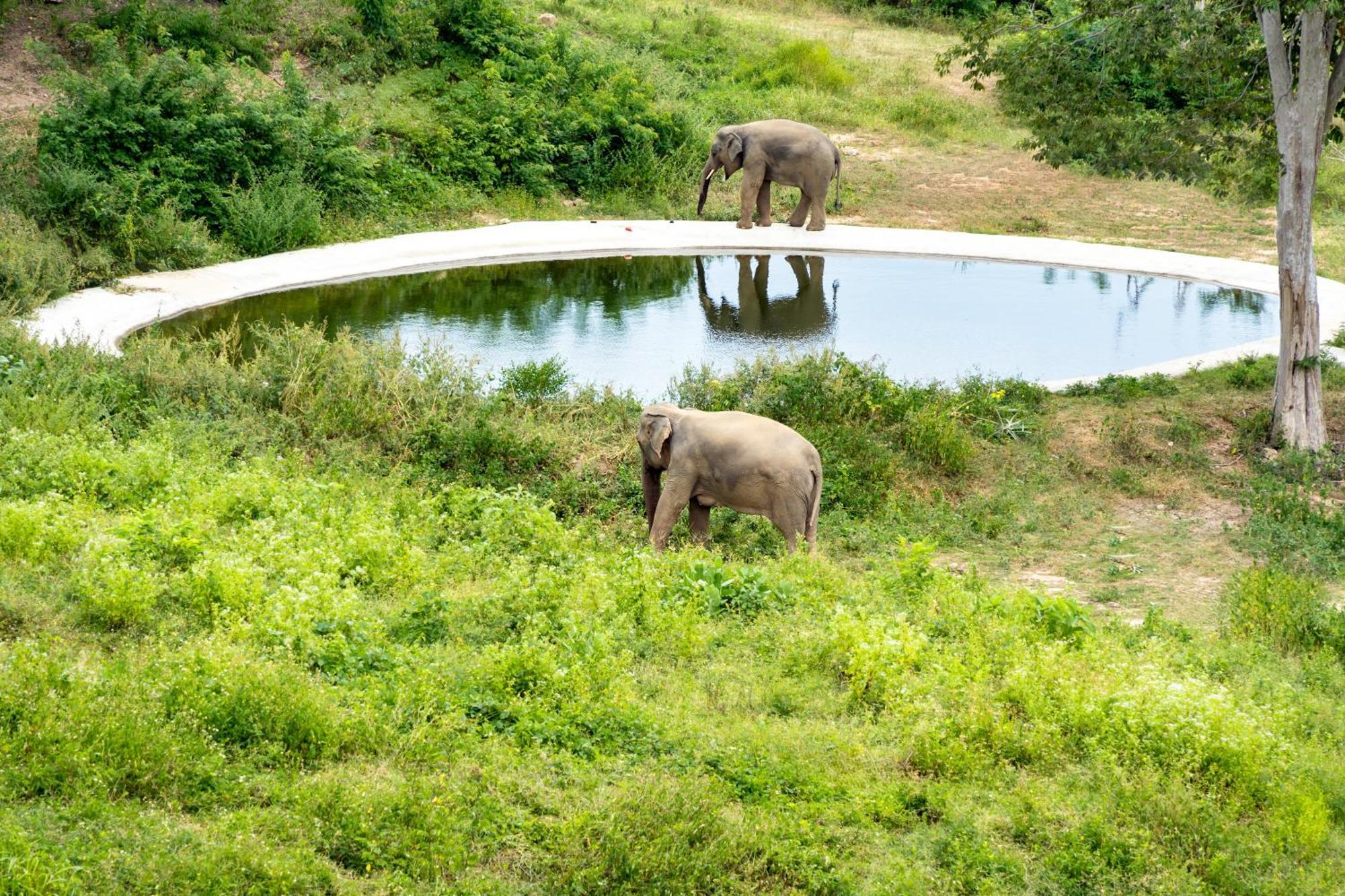 Wild Cottages Elephant Sanctuary Resort Amphoe Koksamui Екстер'єр фото