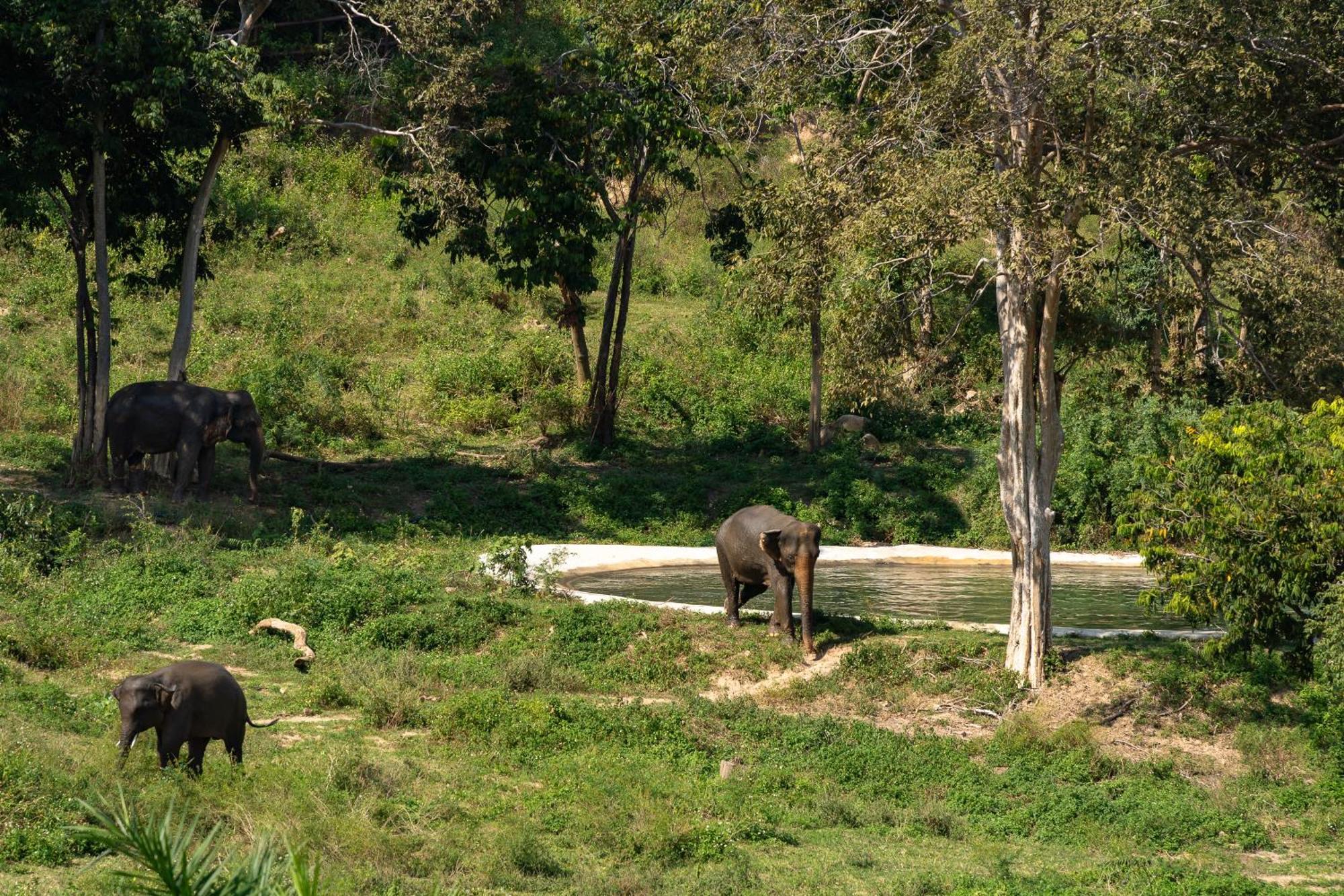 Wild Cottages Elephant Sanctuary Resort Amphoe Koksamui Екстер'єр фото