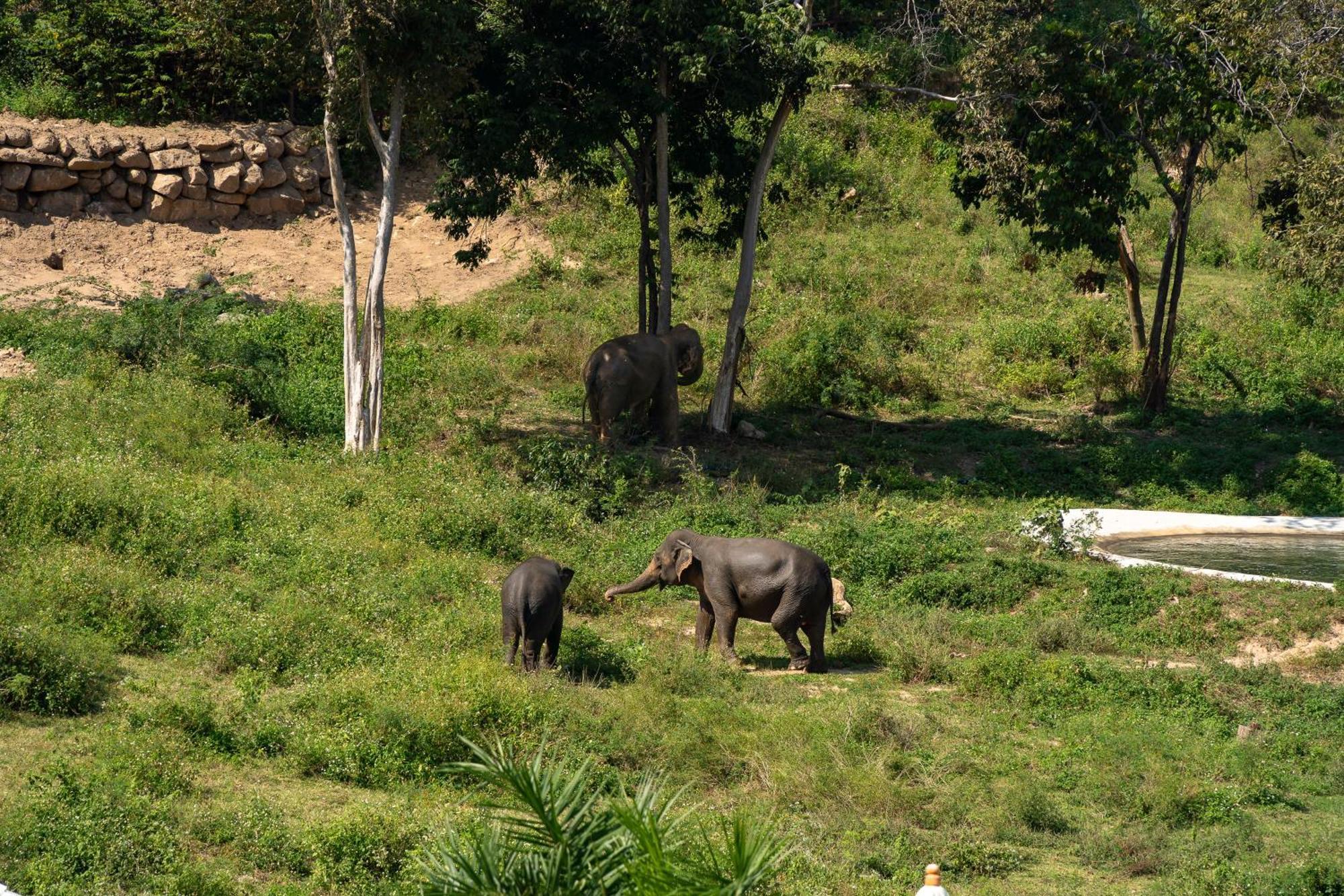 Wild Cottages Elephant Sanctuary Resort Amphoe Koksamui Екстер'єр фото