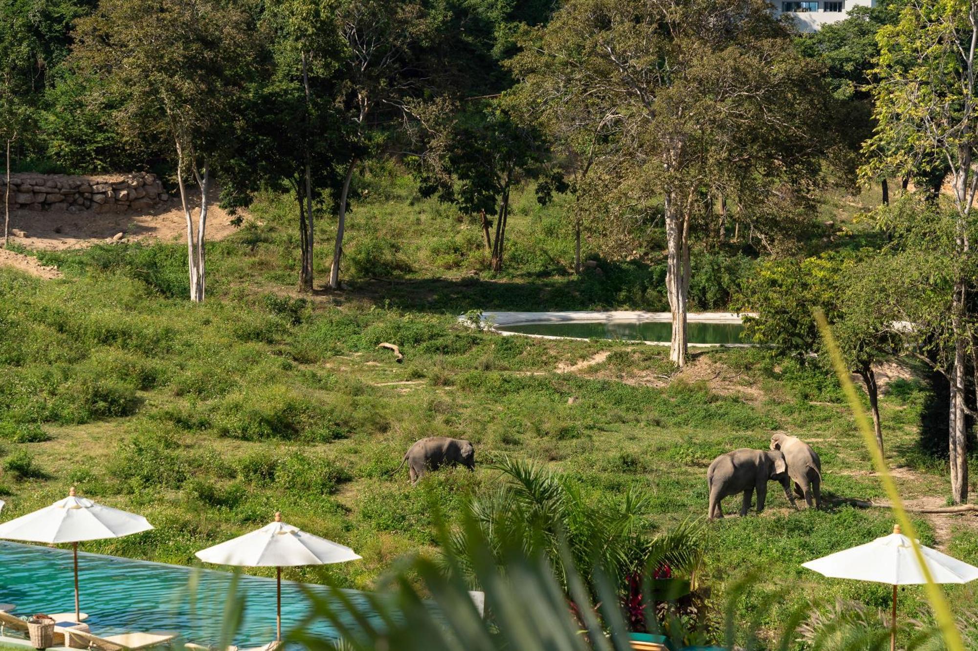 Wild Cottages Elephant Sanctuary Resort Amphoe Koksamui Екстер'єр фото