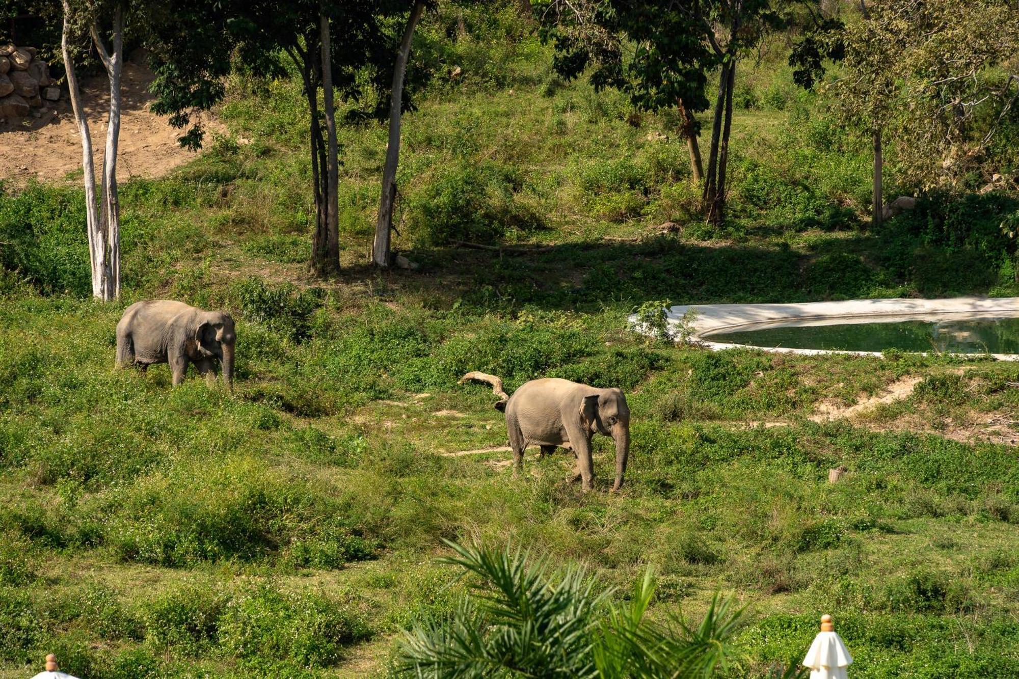 Wild Cottages Elephant Sanctuary Resort Amphoe Koksamui Екстер'єр фото